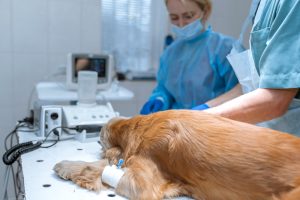 A Vet Preparing A Dog For Sleep