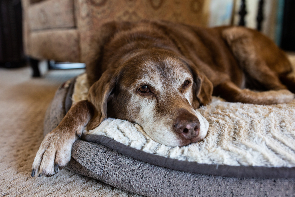 An older dog recognizing the passing of time