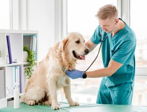 Vet listening carefully to a dog's heart for signs of age