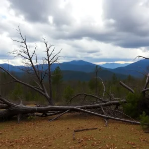 Downed trees and stormy skies in Western North Carolina after Storm Helene.