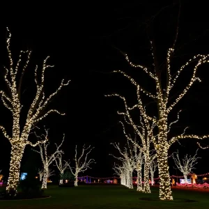 "Carolina Holiday Light Spectacular Shines in Charlotte"